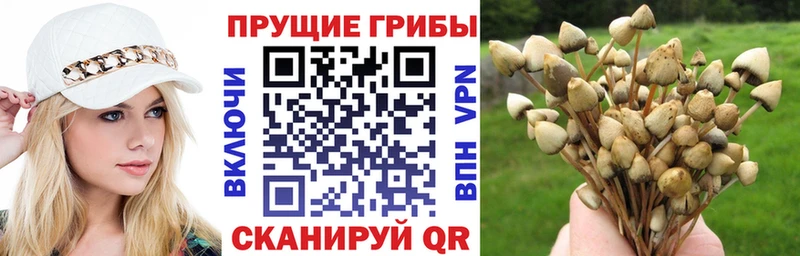 Псилоцибиновые грибы Psilocybe мега ссылки Клин